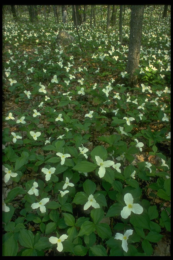 586024 Trilliums In Gatineau Park, Quebec, Canada A4 Photo Print