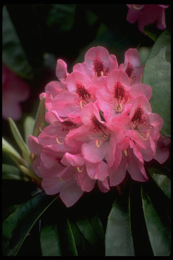 586025 Rhododendron A4 Photo Print