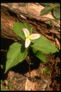 586026 Trillium A4 Photo Print