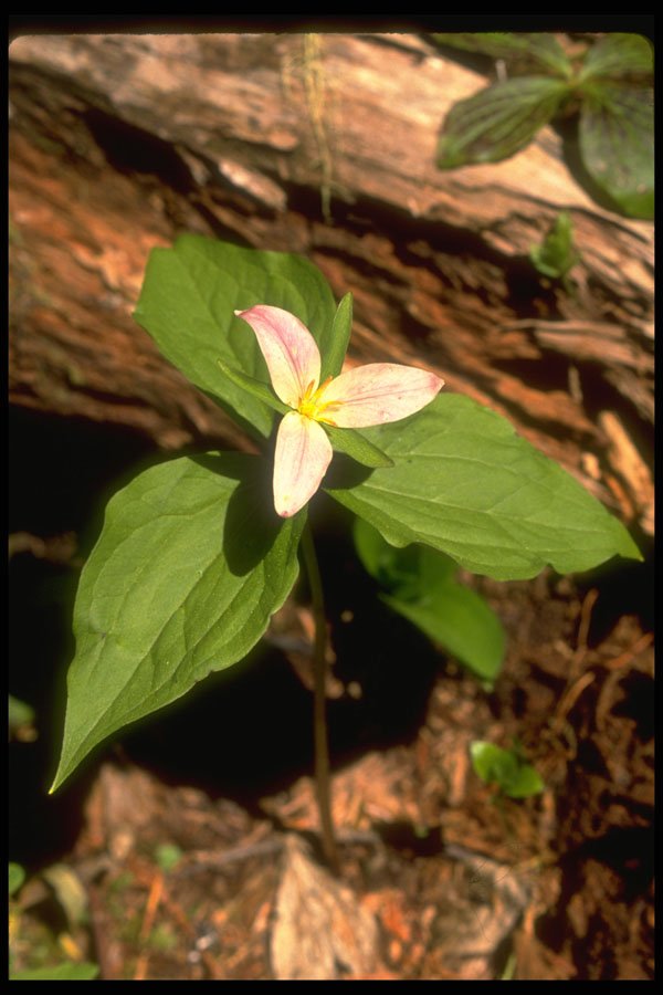 586026 Trillium A4 Photo Print