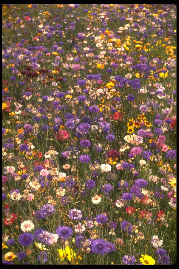 586027 Wildflowers A4 Photo Print