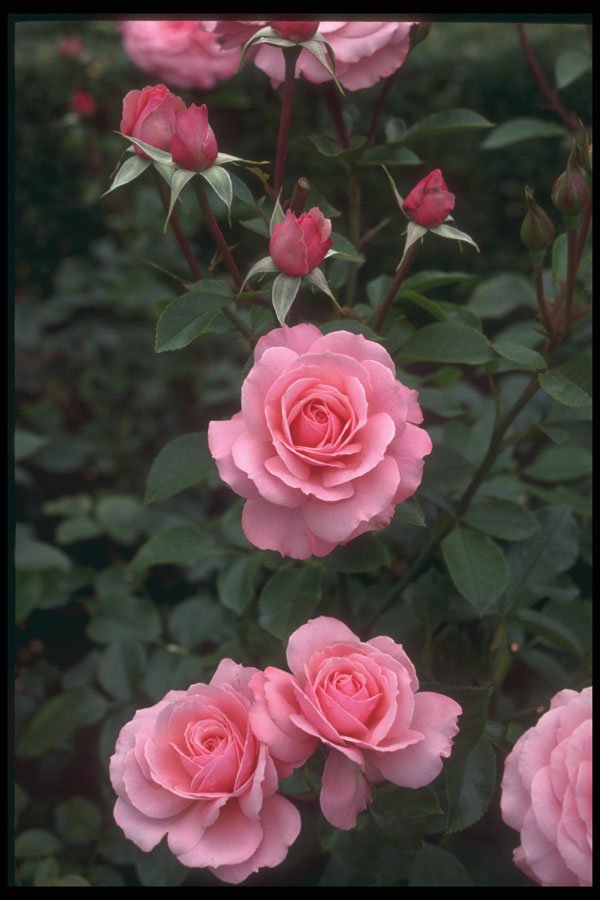 586028 Pink Roses, Victoria, British Columbia, Canada A4 Photo Print