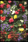 586029 Mixed Flowers, Victoria, British Columbia, Canada A4 Photo Print
