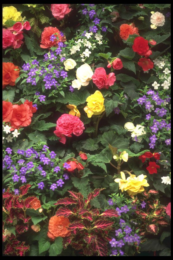 586029 Mixed Flowers, Victoria, British Columbia, Canada A4 Photo Print