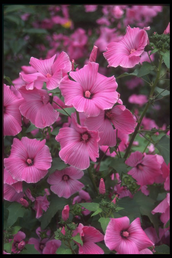 586030 Pink Flowers, Victoria, British Columbia, Canada A4 Photo Print