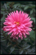 586031 Pink Aster, Victoria, British Columbia, Canada A4 Photo Print