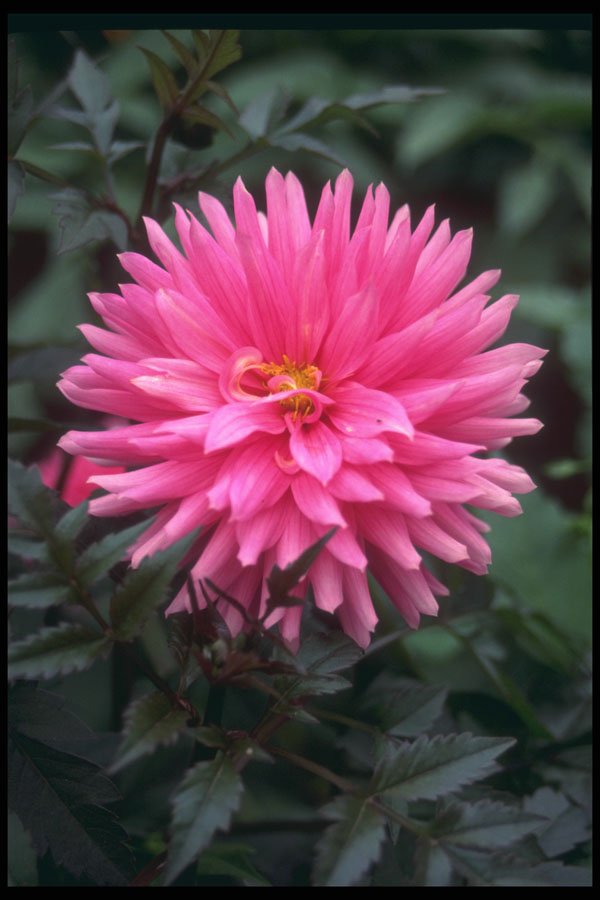 586031 Pink Aster, Victoria, British Columbia, Canada A4 Photo Print