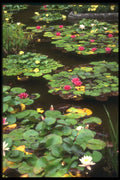 586033 Pond And Water Lilies, Victoria, British Columbia, Canada A4 Photo Print