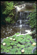 586034 White Water Lilies, Victoria, British Columbia, Canada A4 Photo Print