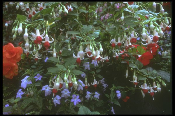586035 Hanging Beauties A4 Photo Print