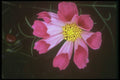 586036 Radiorama A4 Photo Print