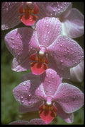 586038 Pink Phals A4 Photo Print