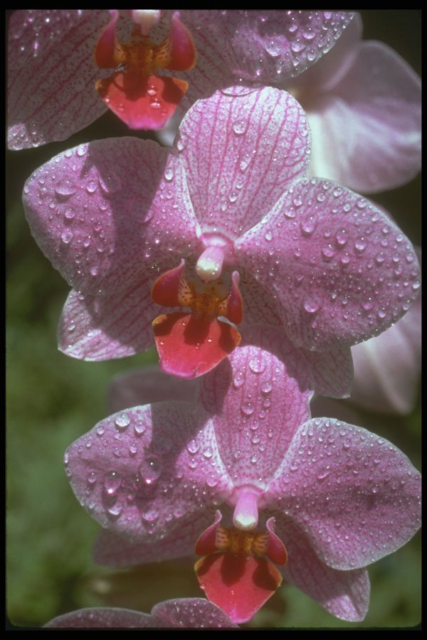 586038 Pink Phals A4 Photo Print