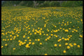 586040 Dandelions A4 Photo Print