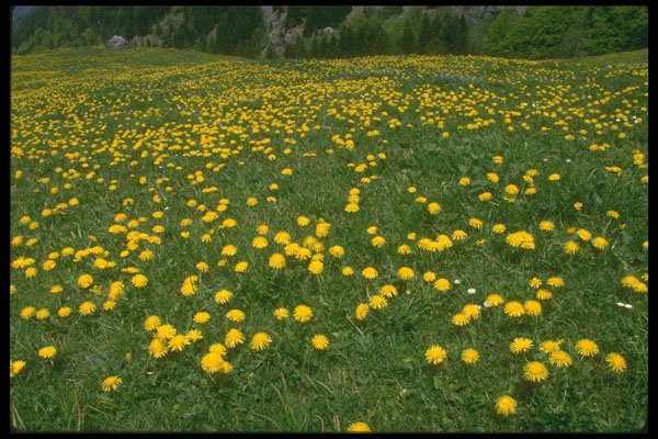 586040 Dandelions A4 Photo Print