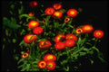 586041 Red Flowers With Yellow Centers A4 Photo Print