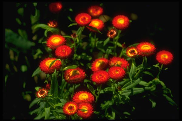 586041 Red Flowers With Yellow Centers A4 Photo Print