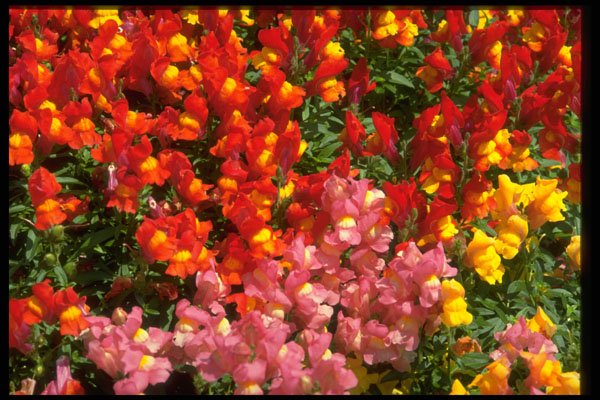 586042 Snapdragons A4 Photo Print