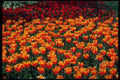 586043 Red And Yellow Tulips A4 Photo Print