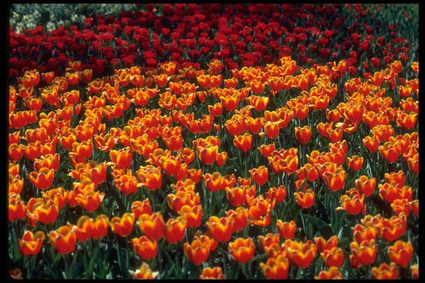 586043 Red And Yellow Tulips A4 Photo Print