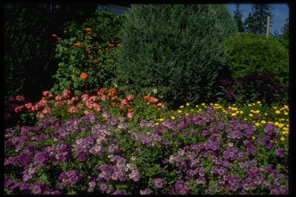586044 Mixed Flowers A4 Photo Print