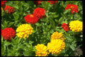 586045 Zinnias A4 Photo Print