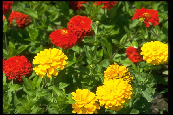 586045 Zinnias A4 Photo Print