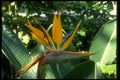 586046 Bird Of Paradise A4 Photo Print