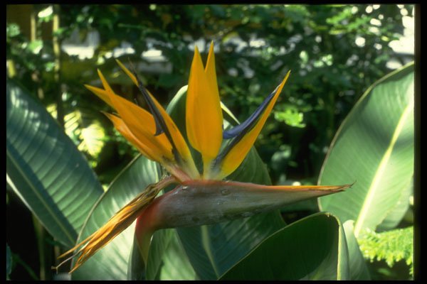 586046 Bird Of Paradise A4 Photo Print