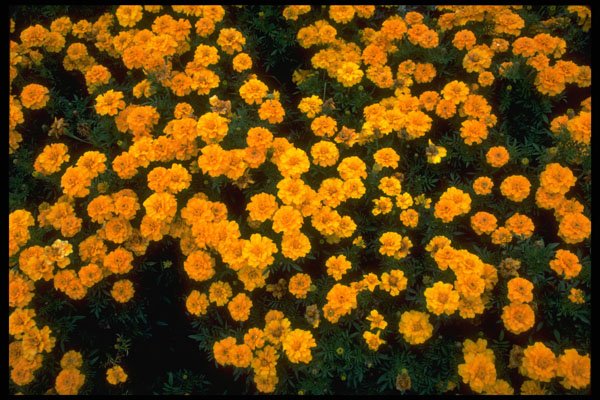 586047 Yellow Marigolds A4 Photo Print