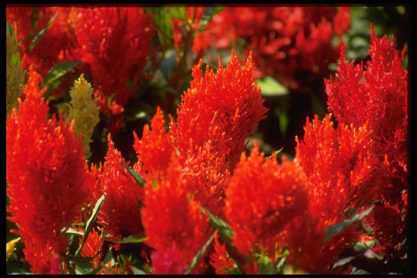 586048 Bright Red Flowers A4 Photo Print