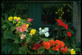 586049 Begonias A4 Photo Print