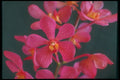 586050 An Orchid Hybrid A4 Photo Print