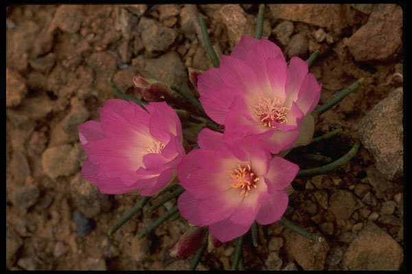 586051 Bitterroot A4 Photo Print