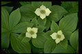 586052 Bunchberry Blossoms A4 Photo Print