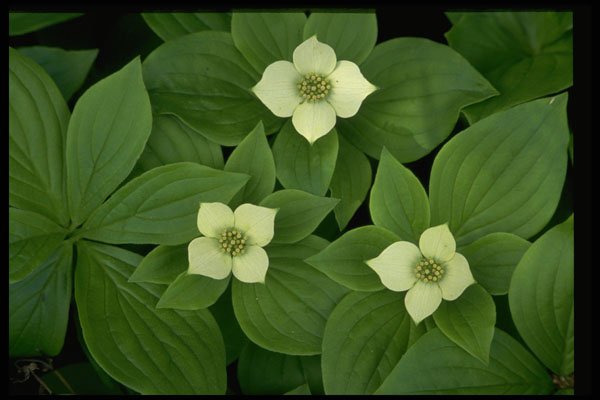 586052 Bunchberry Blossoms A4 Photo Print