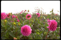586053 Bright Flowers Of Foggy Morning A4 Photo Print
