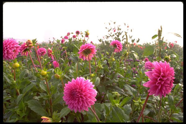 586053 Bright Flowers Of Foggy Morning A4 Photo Print
