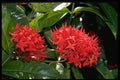 586054 Ixora A4 Photo Print