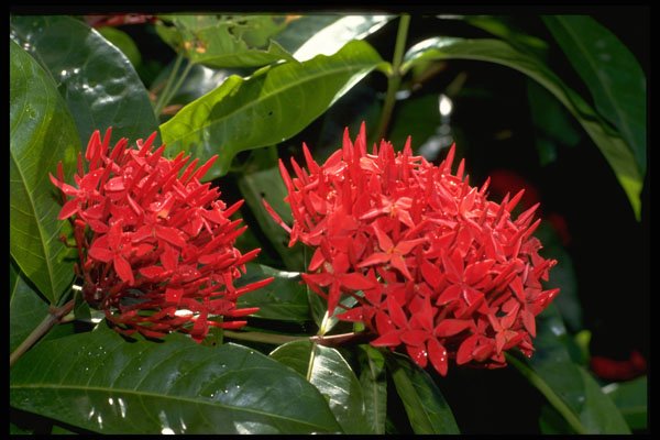 586054 Ixora A4 Photo Print