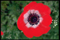 586055 Anemone A4 Photo Print
