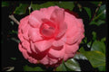 586056 Camellia, Japonica A4 Photo Print