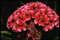 586057 Celosia A4 Photo Print