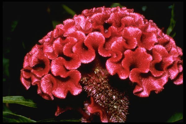 586057 Celosia A4 Photo Print