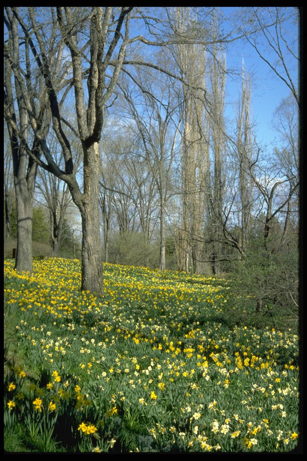 586058 Daffodils On Hillside A4 Photo Print