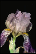 586059 Fringed Iris After Rain A4 Photo Print