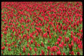 586061 Red Clover A4 Photo Print