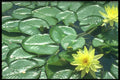 586062 Lily Pads A4 Photo Print