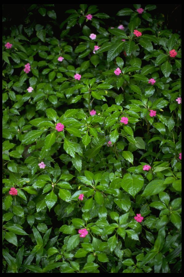 586064 Impatient Flowers, El Yunque Rainforest, Puerto Rico A4 Photo Print