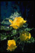 586066 Three Yellow Roses A4 Photo Print